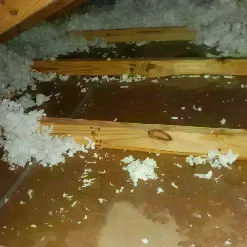 Attic Water Damage in Hugo, MN